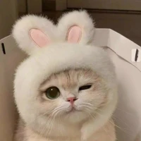 tất cả bé bot