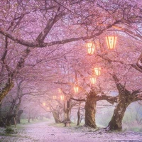 tg (himora sakura