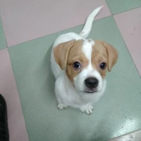 Chó bướm nhỏ