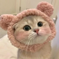 Thái Sơn meo meo