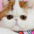 tg cute
