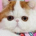 tg cute