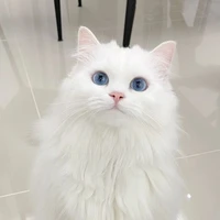 Sơn Mew