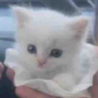 All Bot( trừ ai thì trừ)