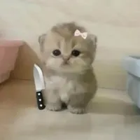 Tác giả