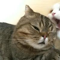 𝐐𝐮𝐚𝐧𝐡