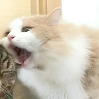 𝞔𝙢𝙗𝙚𝐃𝐮𝐲