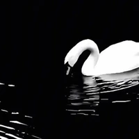 Crane