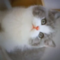 meo bell ( tác giả )