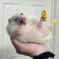 tác giả bị ngáo