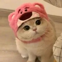 Bé Mèo Bột