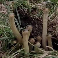 T/g Simp Twotime và Shedletdky nặng 🥰