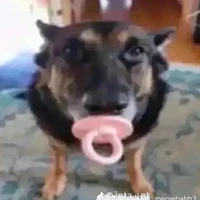 t/g trùm séc