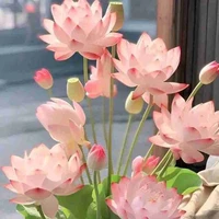 quý cô người VIỆT NAM 