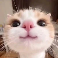 H/T giao nhiệm vụ (hira