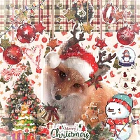 𝙃𝙤𝙖𝙃𝙤𝙣𝙜𝙜. [Tác giả đó mẹ].