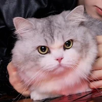 Ruu tổng cute pho mai que