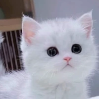 hệ thống cute