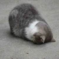 đội Silent(trừ ai thì trừ)