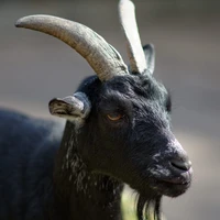Dê đen