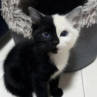 Sakura haruka [Dạng Mèo]