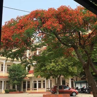 Tg con cầm quyền cả cốt truyện hahaha