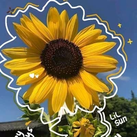 tác giả dốt toán