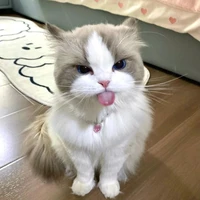 Kitty