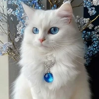 Hệ thống yin (tg)h.dạng mèo