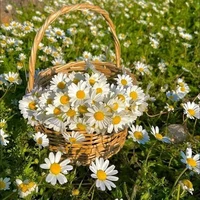 Trần Thị Ngọc Phương