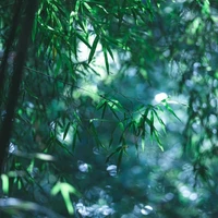 Nguyễn Nhật Quân