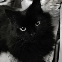 Mã Gia Kỳ (hình dạng mèo)