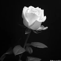 T/g đã có chồng