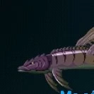 cá rồng cánh vây 