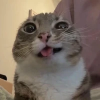 Hệ thống (ăn cháo đá bát 😈)