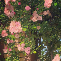 ° Gia Đình Lê Gia (TATT) °