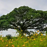 Cây cổ thụ [t/g]
