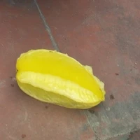 Ruồi 2 (KN)