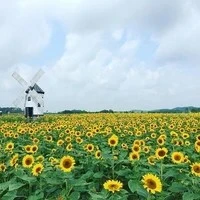 NPC [không phải người]