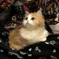 𝐓𝐞𝐰𝐨