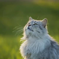 t/g
