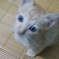 tác giả meomeo