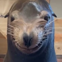 Tg 
