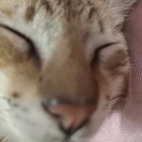 Tổng Giám Dog Cute