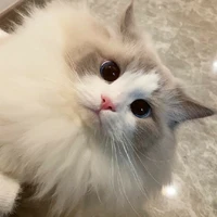 Bông-Đức Duy dạng mèo