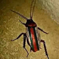 Hệ thống 210 ( wako )