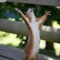 SQuIrrEll