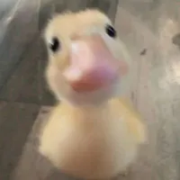 °_ VỊT-BÁO_°