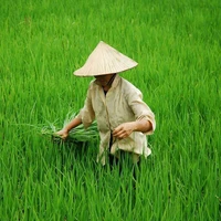 Nông Dân Trong làng. 