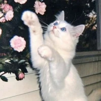 meow